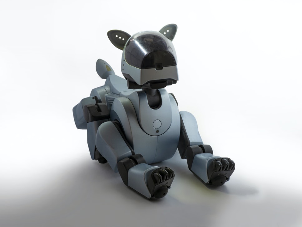 chien robot