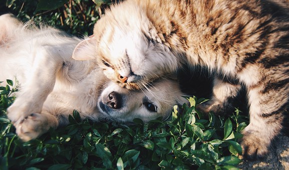 Connectez-vous et alertez au plus vite pour sauver vos animaux!