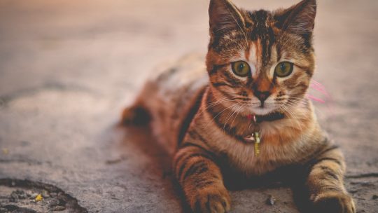 Le collier gps pour chat favorise plusieurs points