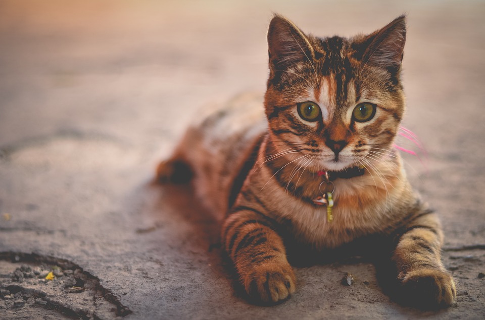 Le collier gps pour chat favorise plusieurs points